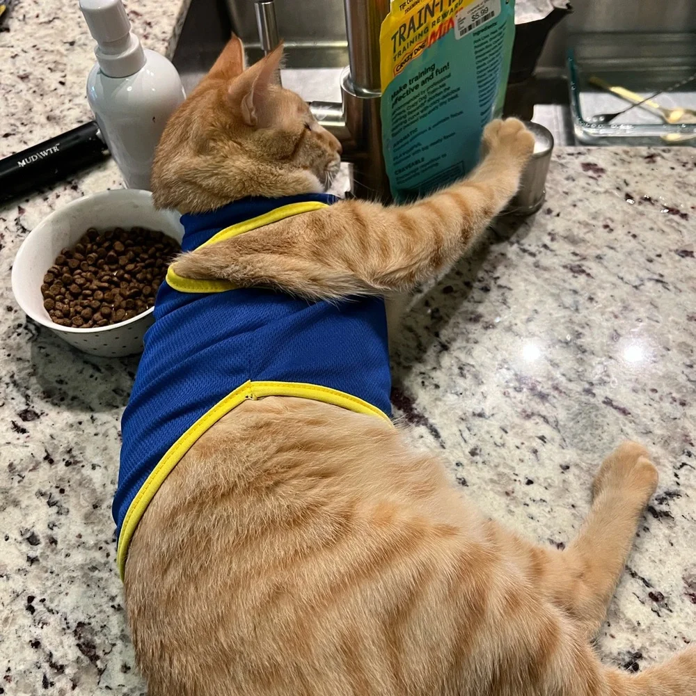 Cat Clothing